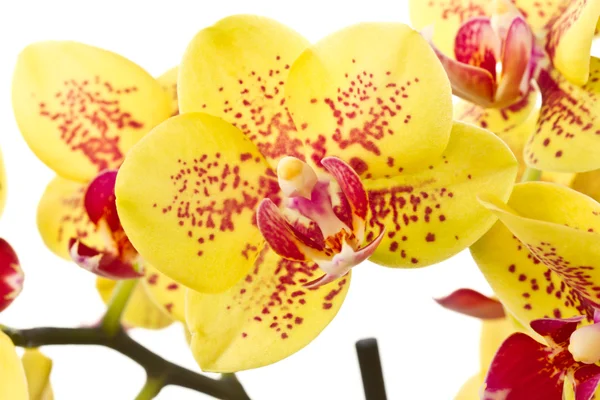 Phalaenopsis żółty — Zdjęcie stockowe