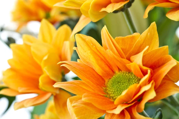 Orange flowers Chrysanthemum — Stock Photo, Image