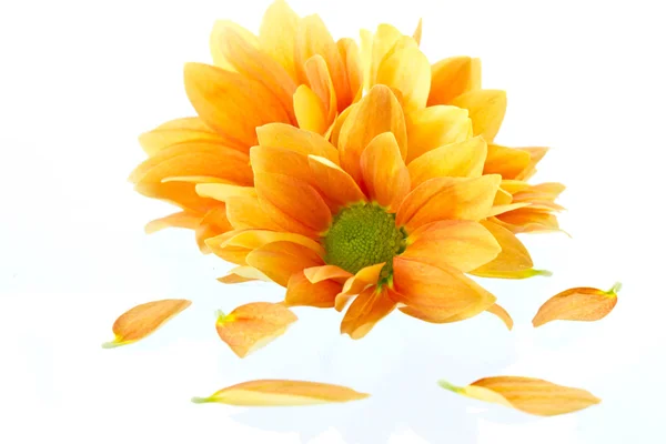 Pomarańczowy kwiat chryzantemy — Zdjęcie stockowe