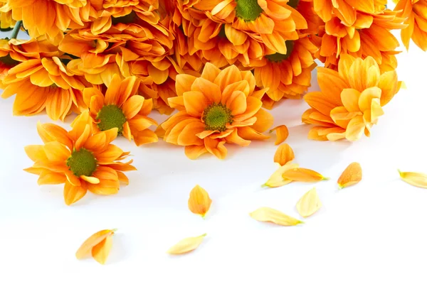 Orange blommor krysantemum — Stockfoto