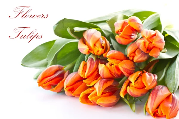 Tulipani arancioni rossastri — Foto Stock