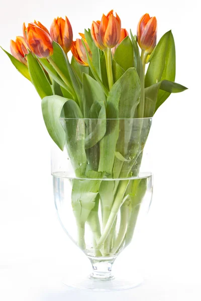 Tulipanes naranja rojizos — Foto de Stock