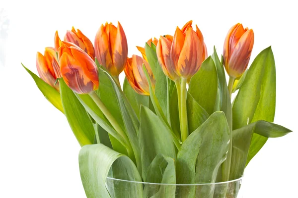 Červeno oranžové tulipány — Stock fotografie