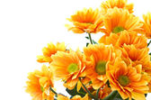Orange flowers Chrysanthemum
