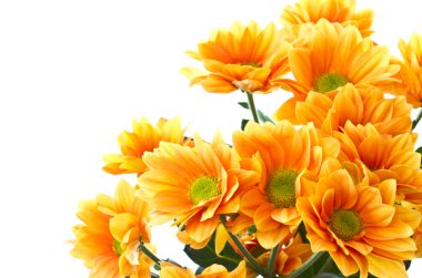 Orange flowers Chrysanthemum clipart