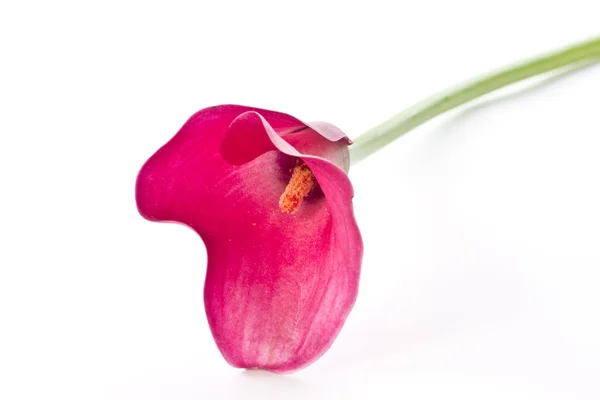 Червона квітка Калла — стокове фото