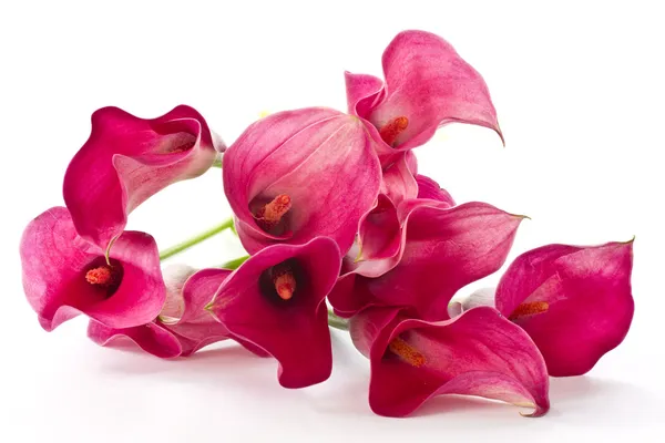 Κόκκινο λουλούδι calla — Φωτογραφία Αρχείου