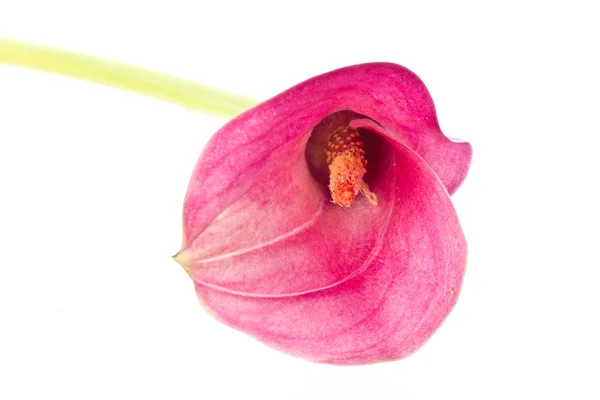 Červený květ Kala — Stock fotografie