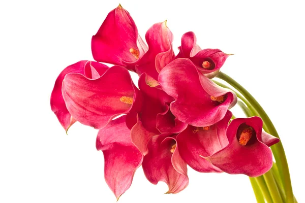 Flor vermelha Calla — Fotografia de Stock