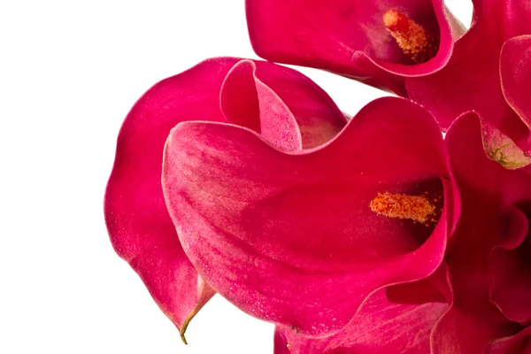 Червона квітка Калла — стокове фото