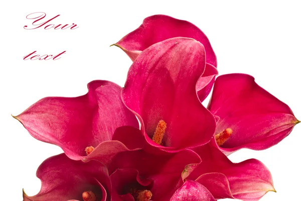 Rode bloem calla — Stockfoto