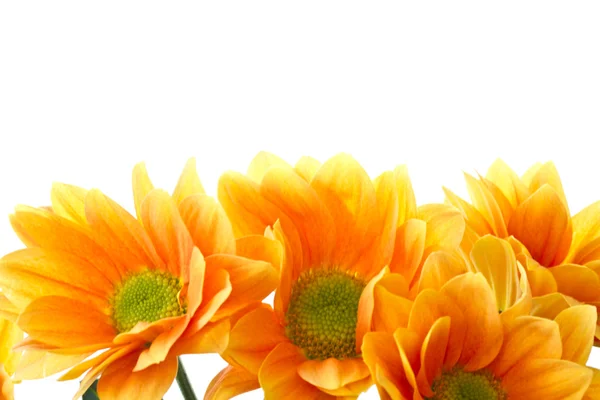 오렌지 꽃 국화 — 스톡 사진