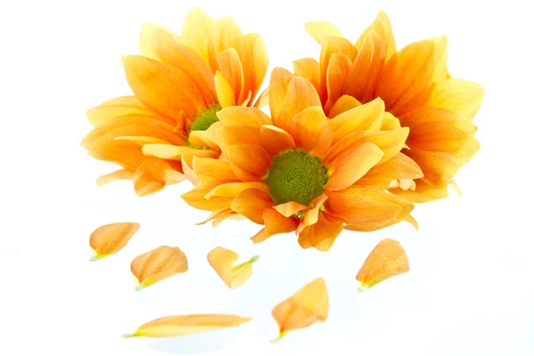 Oranje bloemen chrysant — Stockfoto