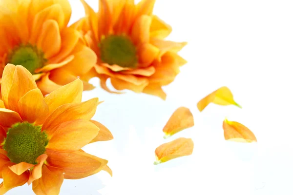 Narancssárga virágok krizantém — Stock Fotó