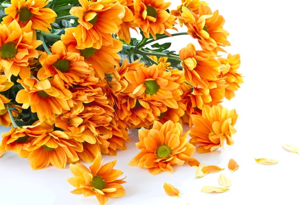 Oranžové květy chryzantém — Stock fotografie