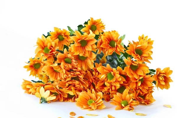Оранжеві квіти хризантеми — стокове фото