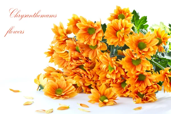 Χρυσάνθεμο λουλούδια πορτοκαλί — Φωτογραφία Αρχείου