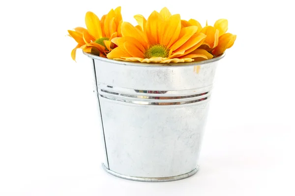 Amarelo florescendo crisântemos em um balde — Fotografia de Stock