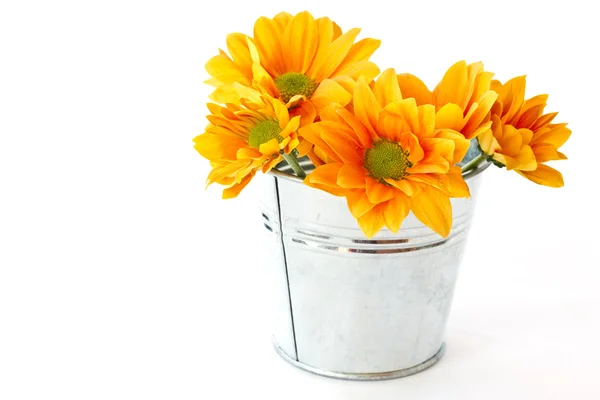Gelb blühende Chrysanthemen im Eimer — Stockfoto