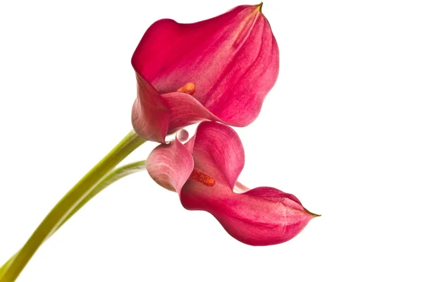 Калла, Красный цветок Стоковое Фото