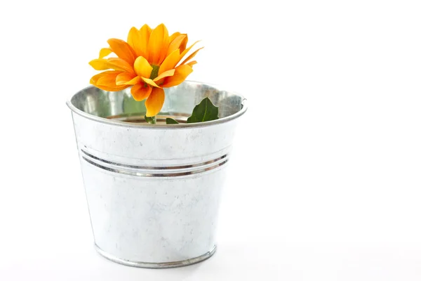 Žlutě kvetoucí chryzantémy v kbelíku — Stock fotografie
