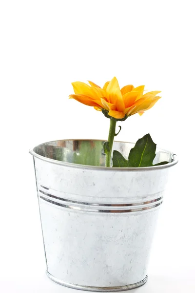 Gele Bloei chrysant in een emmer — Stockfoto