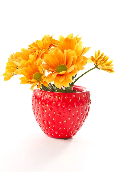 Crisantemos — Foto de Stock