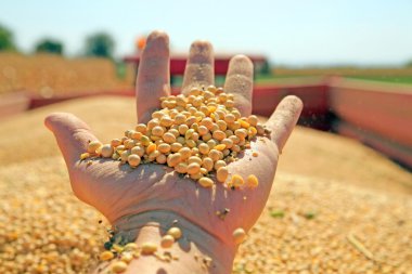 Soya harvesting clipart