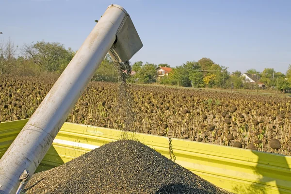 Zbieranie nasion słonecznika — Zdjęcie stockowe