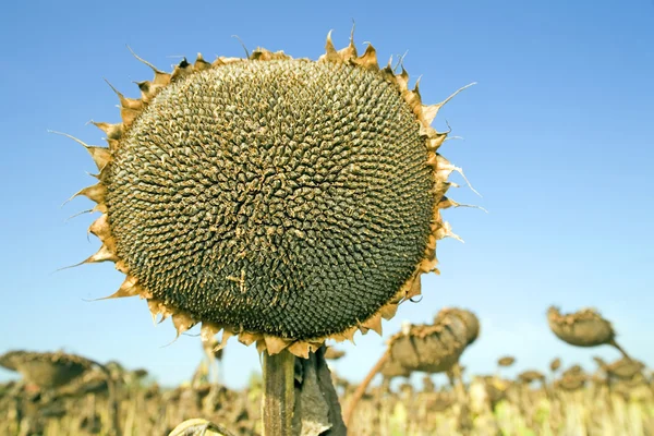 Ripe sunflower — Stock Photo, Image