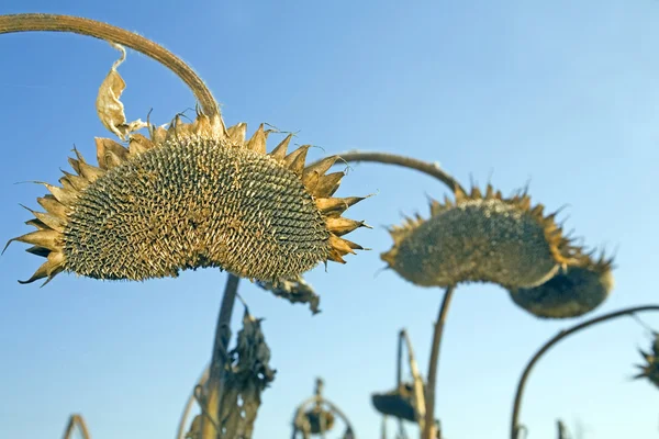 Reife Sonnenblumen — Stockfoto