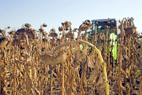 Harvesting of sunflower seeds — Stock Photo, Image