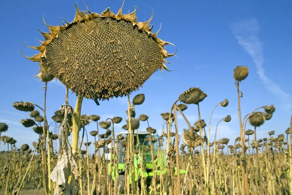 Ernte von Sonnenblumenkernen — Stockfoto