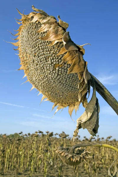 Zralé slunečnice — Stock fotografie