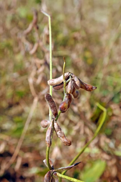 Planta de soja — Fotografia de Stock