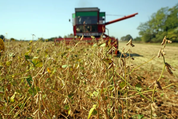 Soja oogsten — Stockfoto