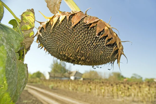 Ripe sunflower seeds — Stock Photo, Image