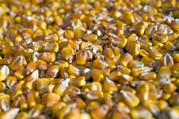 Nasiona pszenicy ozimej — Zdjęcie stockowe