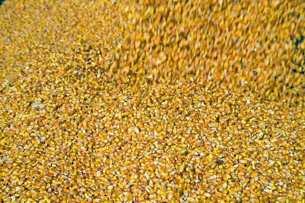 Dumping corn seeds — Stock Photo, Image