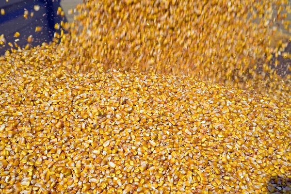 Despejar sementes de milho — Fotografia de Stock