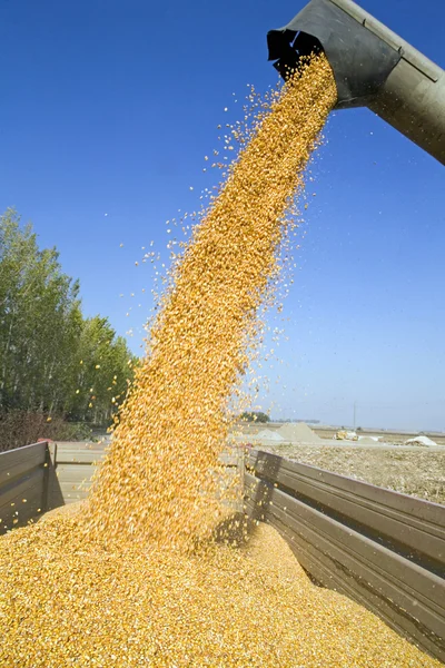 倾倒玉米种子 — 图库照片