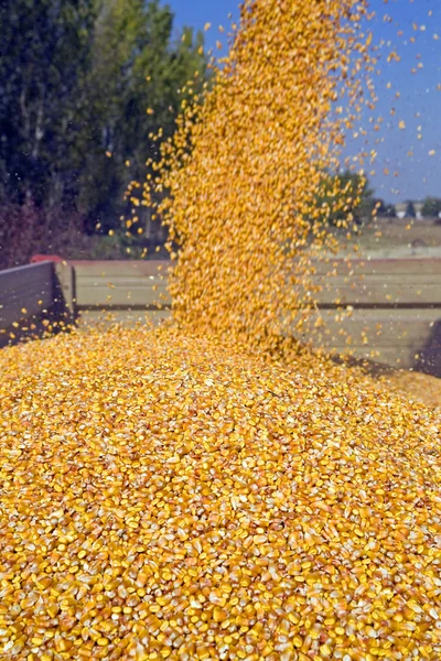Vertido de semillas de maíz — Foto de Stock