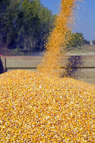 Dumping corn seeds — Stock Photo, Image
