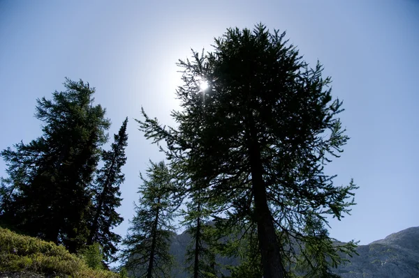 Bäume in den Bergen — Stockfoto