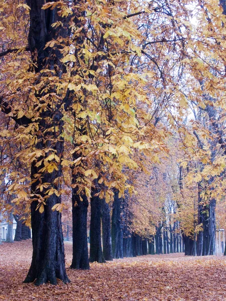Árboles en otoño —  Fotos de Stock