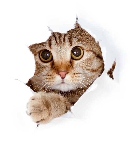 Cat looking up in paper side torn hole isolated Royalty Free Stock Photos