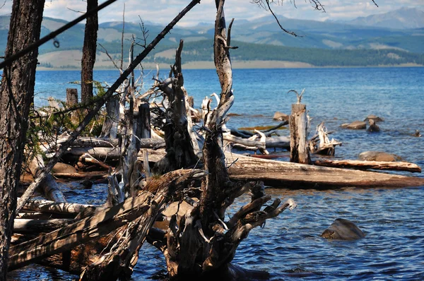 Divoké přírody. mrtvé stromy na břehu jezera hovsgol. — Stock fotografie