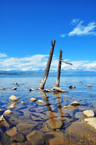 Vad természet. elpusztult fákat, a tó hovsgol partján. — Stock Fotó