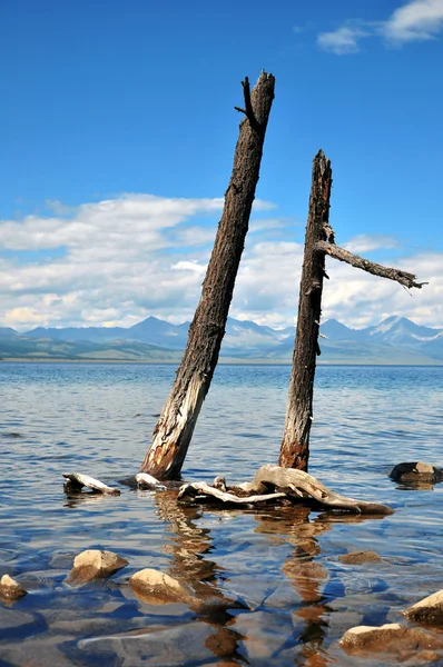 Divoké přírody. mrtvé stromy na břehu jezera hovsgol. — Stock fotografie