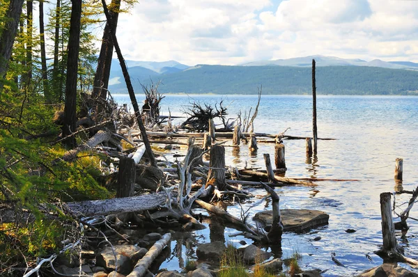 Wild nature. Dead trees on the shore of Lake Hovsgol. — Stock Photo, Image